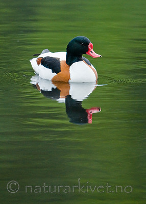 BB 11 0433 / Tadorna tadorna / Gravand